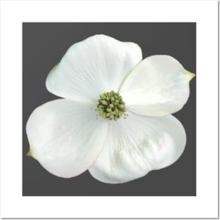 White Dogwood Flower Close-up Photo Posters and Art